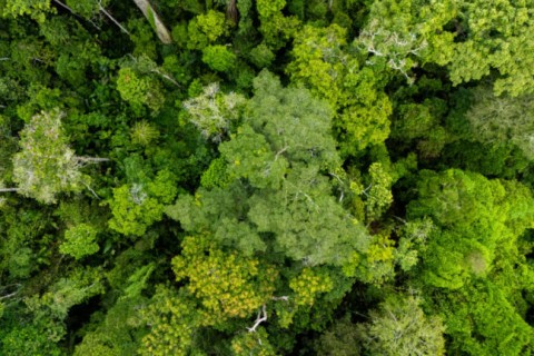 Exploração madeireira cai 49% no Acre, aponta levantamento do Imazon