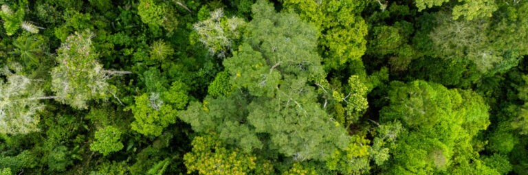 Exploração madeireira cai 49% no Acre, aponta levantamento do Imazon